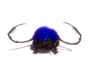Image:Rollerbeetle Racer Dance.gif